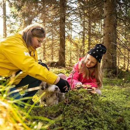Koli Freetime Ahmovaara