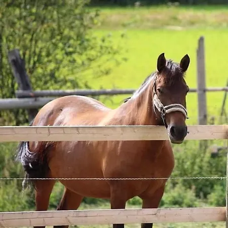 Koli Freetime ゲストハウス Ahmovaara